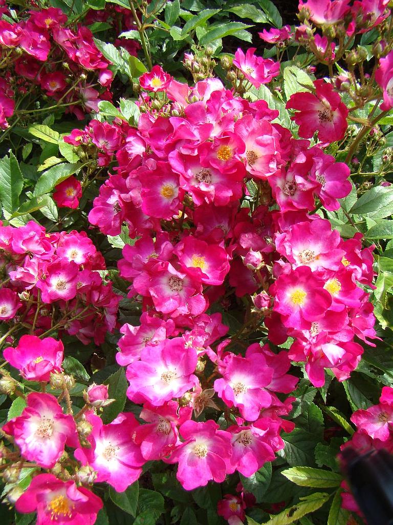 Rosa moschata 'Red Ballerina'